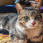 Menyingkap Isyarat Bahasa Tubuh Kucing: Dari Tatapan Tajam hingga Posisi Duduk yang Syahdu