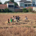 Sisi Lain Musim Panen: Keceriaan Anak-Anak Menikmati Ruang Bermain Alami di Tengah Lahan Persawahan