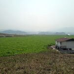 Eceng Kepung Perairan Galumpit dan Sekitarnya, Nelayan Harapkan Penanganan Pemerintah