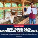 Klarifikasi Sapi Ketahanan Pangan Desa Cikadu, Dugaan Raib Dijual Dibantah